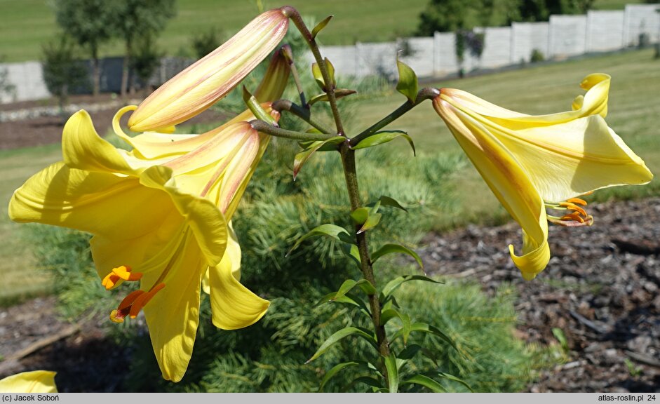 Lilium Bahama
