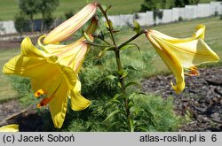 Lilium Bahama
