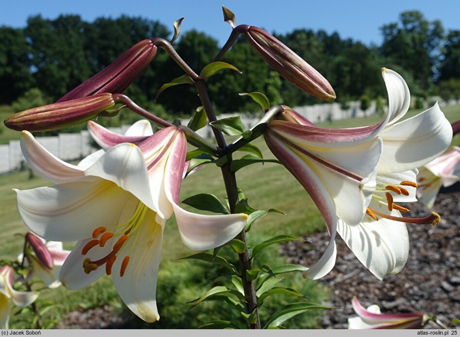 Lilium Borneo