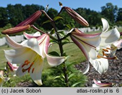 Lilium Borneo