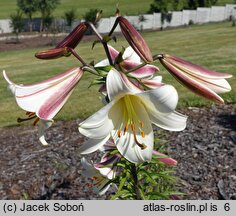 Lilium Borneo
