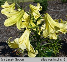 Lilium Jamajka