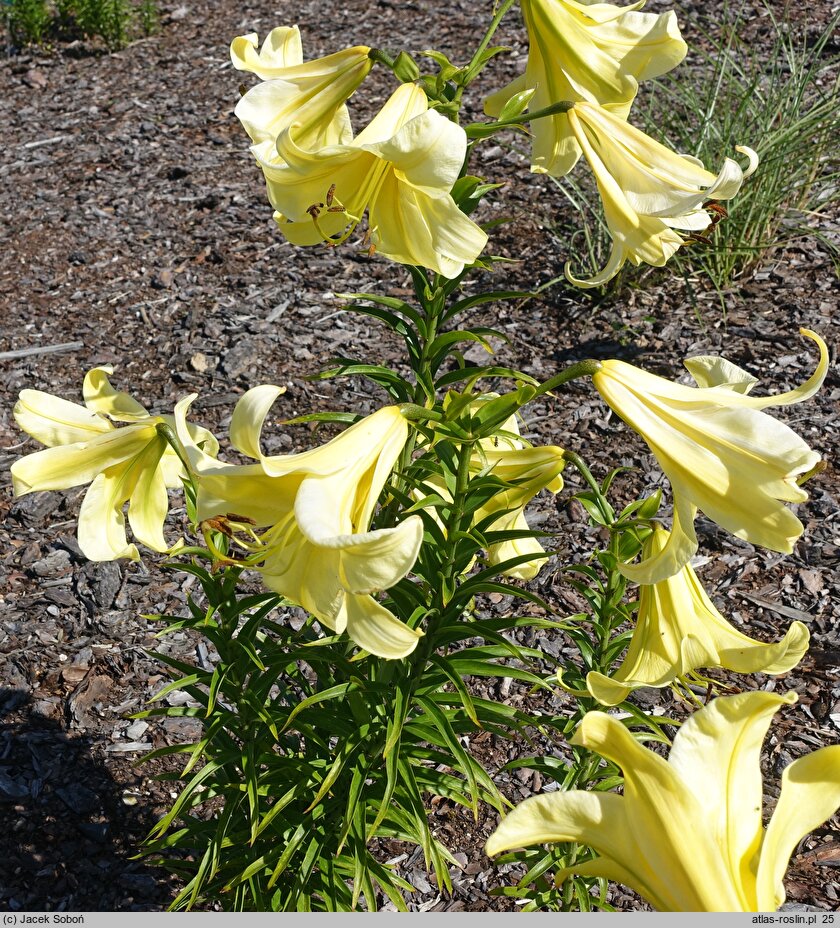 Lilium Jamajka