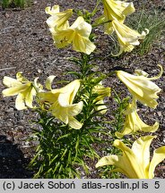 Lilium Jamajka