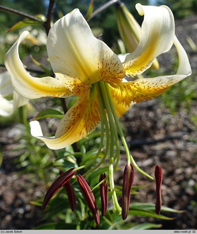 Lilium Jawa