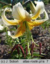Lilium Jawa