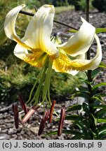 Lilium Jawa