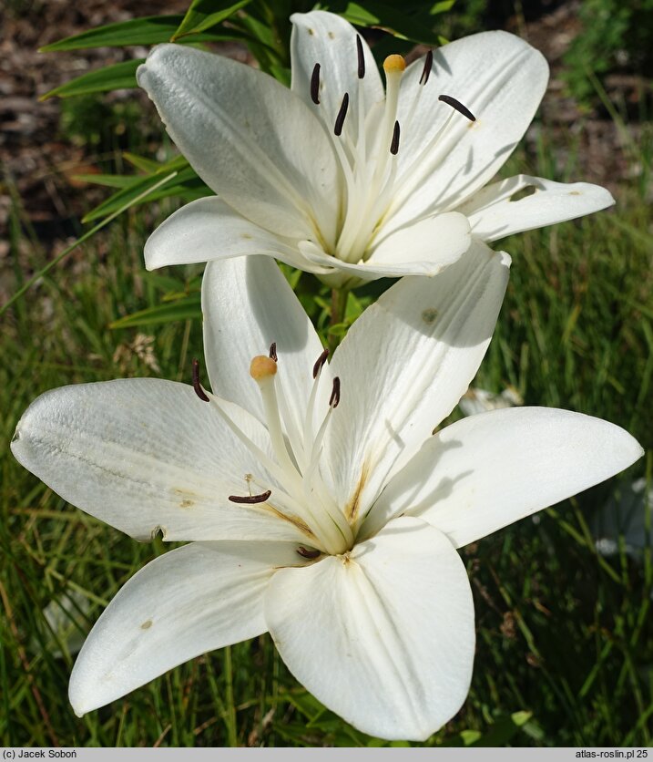 Lilium Padera