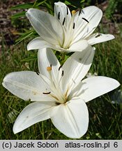 Lilium Padera