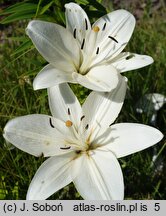 Lilium Padera