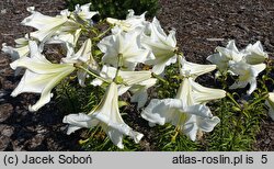 Lilium Samoa