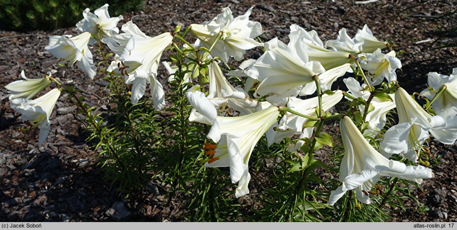Lilium Samoa