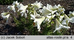 Lilium Samoa