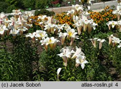 Lilium White Planet