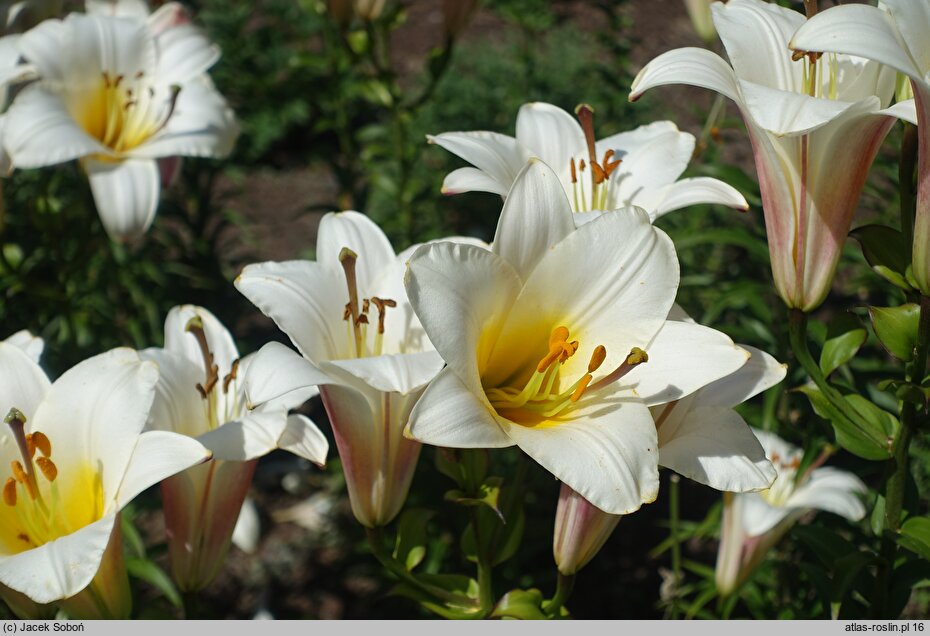 Lilium White Planet