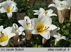 Lilium White Planet