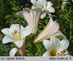 Lilium White Planet