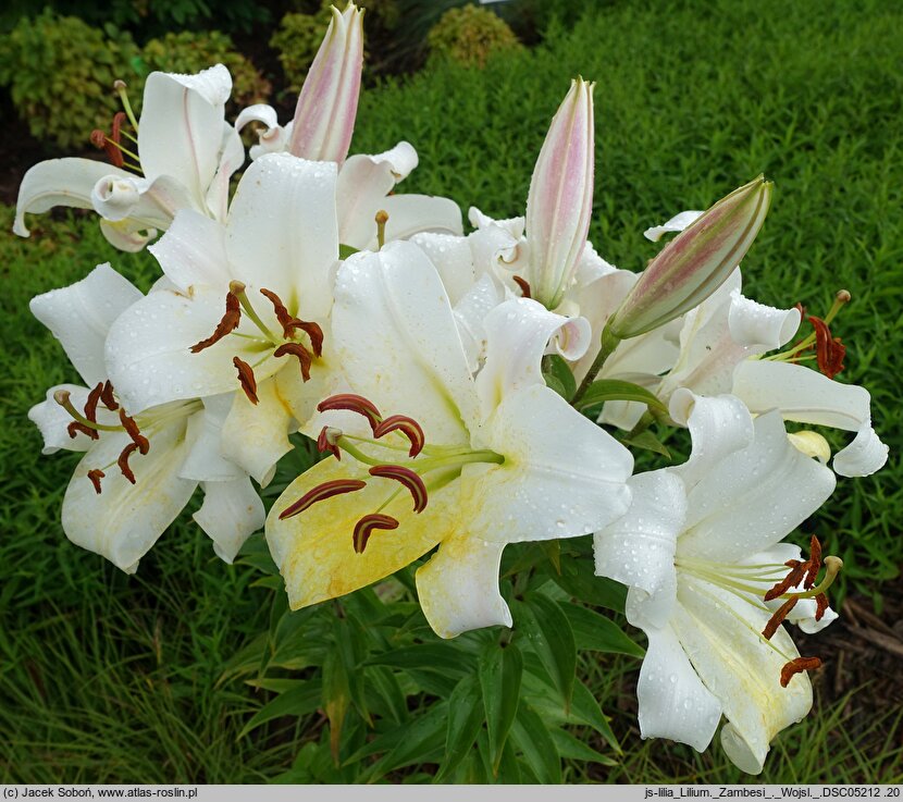 Lilium Zambesi