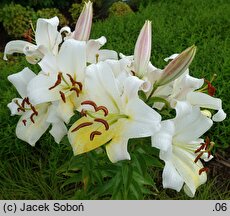 Lilium Zambesi