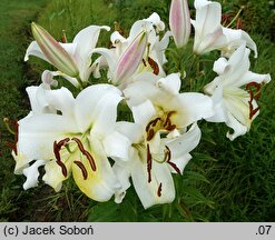 Lilium Zambesi