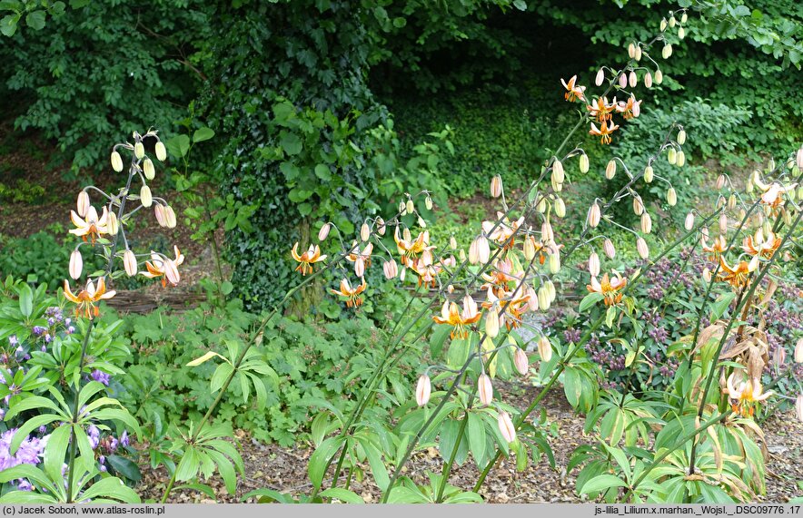 Lilium ×dalhansonii