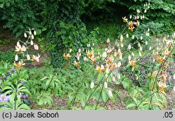 Lilium ×dalhansonii