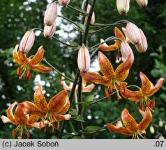 Lilium ×dalhansonii