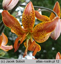 Lilium ×dalhansonii