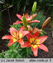 Lilium Forever Linda