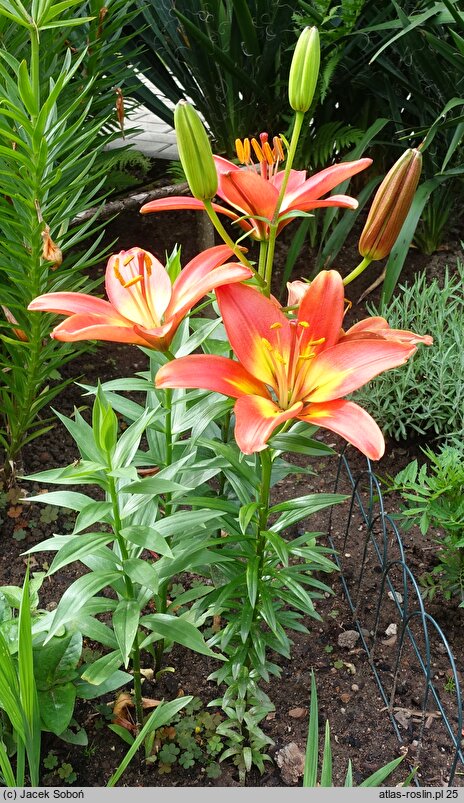 Lilium Forever Linda