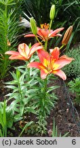 Lilium Forever Linda