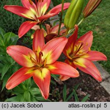 Lilium Forever Linda