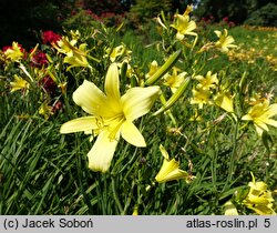 Hemerocallis thunbergii (liliowiec Thunberga)