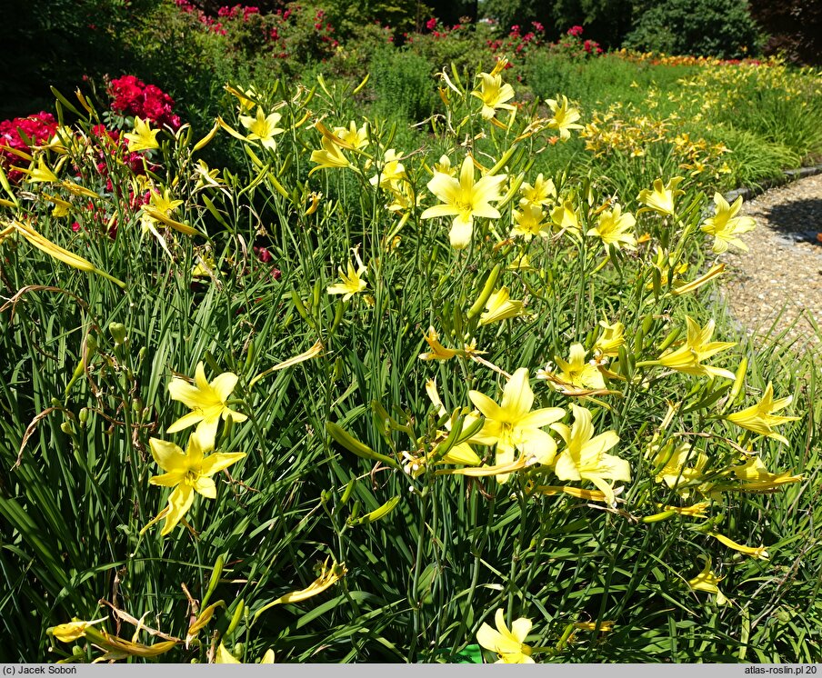 Hemerocallis thunbergii (liliowiec Thunberga)