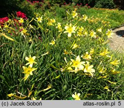 Hemerocallis thunbergii (liliowiec Thunberga)