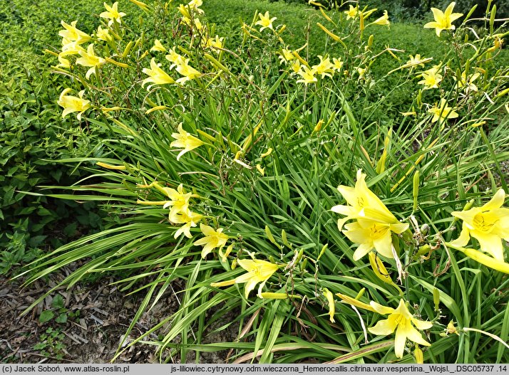 Hemerocallis citrina var. vespertina (liliowiec cytrynowy odm. wieczorna)