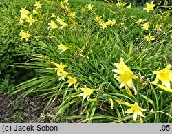 Hemerocallis citrina var. vespertina (liliowiec cytrynowy odm. wieczorna)