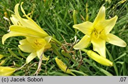 Hemerocallis citrina var. vespertina (liliowiec cytrynowy odm. wieczorna)