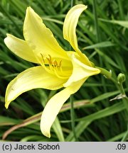 Hemerocallis citrina var. vespertina (liliowiec cytrynowy odm. wieczorna)