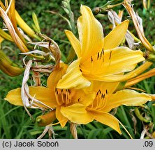 Hemerocallis hakuunensis (liliowiec hakuuneński)