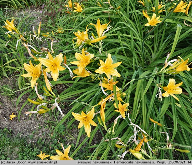 Hemerocallis hakuunensis (liliowiec hakuuneński)