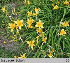 Hemerocallis hakuunensis (liliowiec hakuuneński)