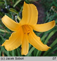 Hemerocallis coreana (liliowiec koreański)