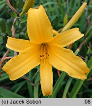 Hemerocallis coreana (liliowiec koreański)