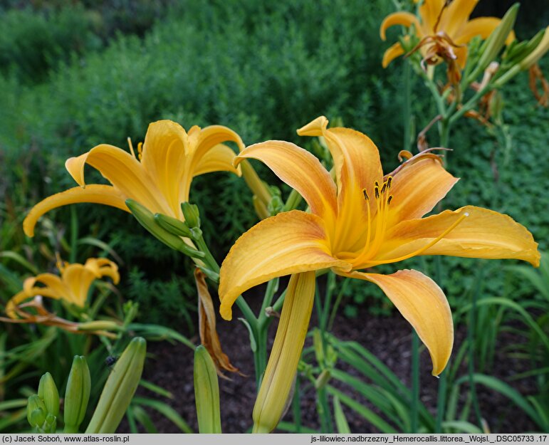 Hemerocallis littorea (liliowiec nadbrzeżny)