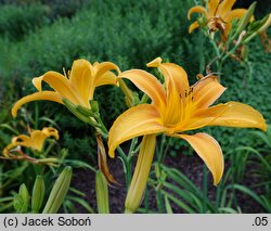 Hemerocallis littorea (liliowiec nadbrzeżny)