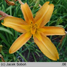 Hemerocallis littorea (liliowiec nadbrzeżny)