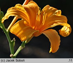 Hemerocallis littorea (liliowiec nadbrzeżny)