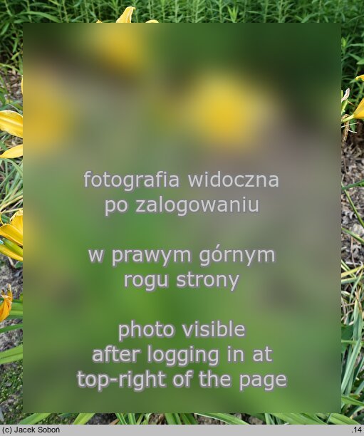 Hemerocallis fulva var. angustifolia (liliowiec rdzawy odm. wąskolistna)