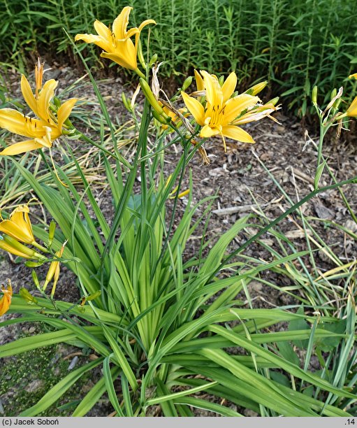 Hemerocallis fulva var. angustifolia (liliowiec rdzawy odm. wąskolistna)